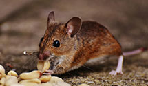 24 Hour & Emergency Exterminators in Greenway, AR